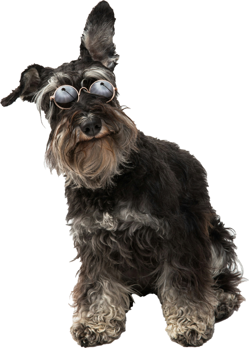 dog with sunglasses.png